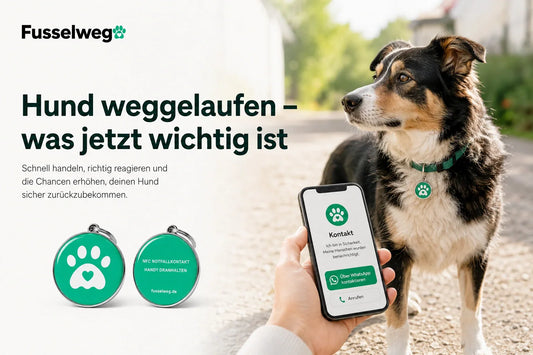 Hund weggelaufen – was jetzt wichtig ist