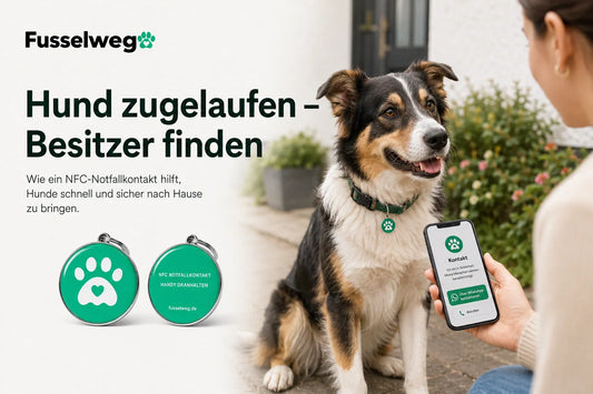 Hund zugelaufen – Besitzer finden