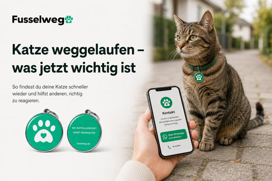 Katze weggelaufen – was jetzt wichtig ist