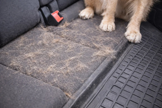 Hundehaare auf Autositz und Matte im Fahrzeuginnenraum mit sichtbaren Hundepfoten