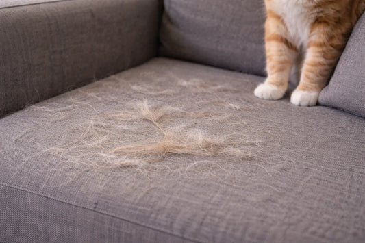 Katzenhaare vom Sofa entfernen – so geht’s wirklich