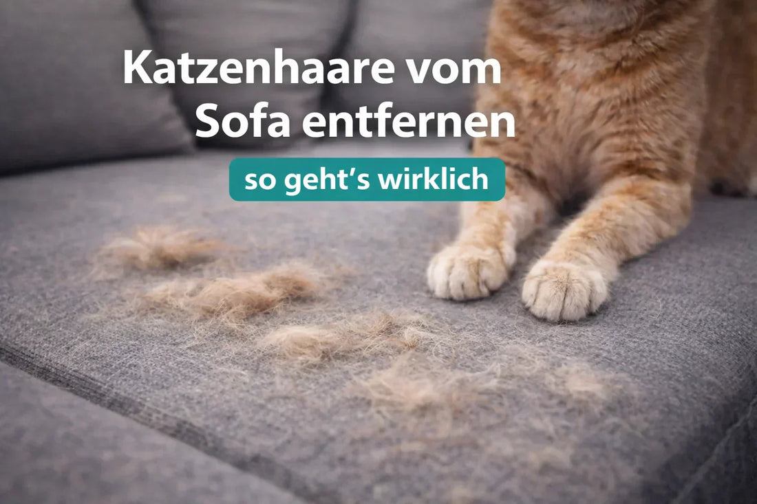 katzenhaare-vom-sofa-entfernen-so-gehts-wirklich