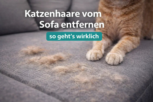 katzenhaare-vom-sofa-entfernen-so-gehts-wirklich