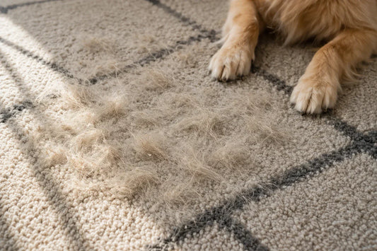 Hundehaare auf hellem Teppich mit sichtbaren Hundepfoten im Innenbereich